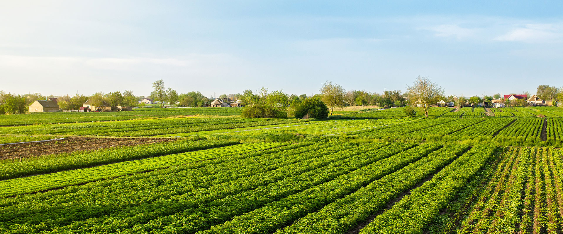 1752803929122739.jpg botanical extract.jpg